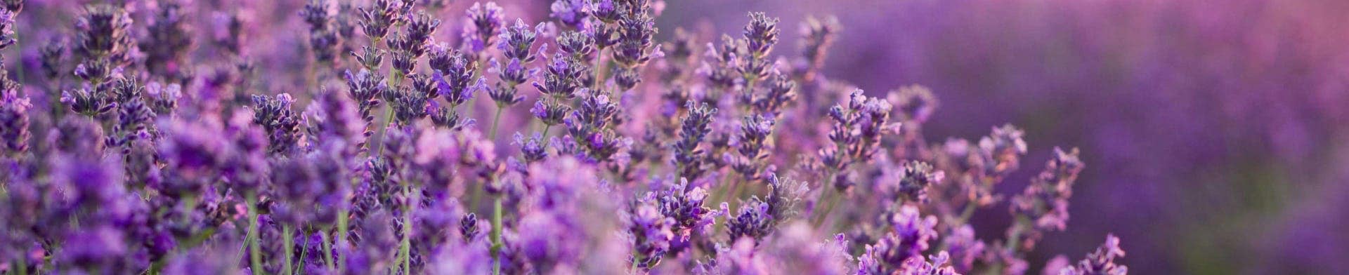 Lavendel is één van de vele ingredienten die gebruikt worden in de essentiële oliën die Monique gebruikt om samen met jou je doelen te halen.